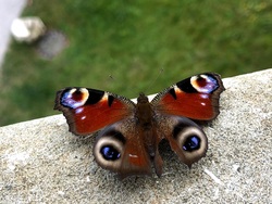 Schmetterling - Symbol der Wandlung, Foto: P. Michael Gebhart OSB, Kloster Weltenburg