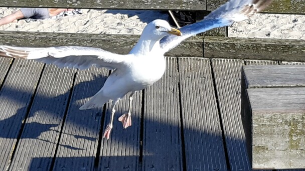 Mwe auf der Binzer Seebrcke - Der Urlaub ist eine gute Zeit, um schweres Gepck abzuwerfen, die 'Herzen zu erheben' und eine neue Sicht auf sein Leben zu gewinnen (Foto: Michael Ragg (c))