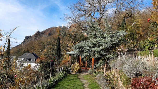 Weg zum Pavillon auf dem Anwesen der Familie Adenauer. Konrad Adenauer lie ihn nach seinem Ausscheiden aus dem Kanzleramt bauen, um in Ruhe seine Memoiren zu schreiben. Dank Genehmigung durch die Stiftung, die das Grundstck heute verwaltet, durften wir den Pavillon fr Interviews zur Adenauer-Serie auf K-TV nutzen. (Foto: Michael Ragg)