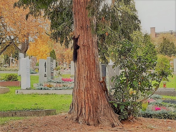 Friedhofs-Idyll mit zwei Eichhörnchen auf dem Bergfriedhof in Stuttgart: Zwischen den Gräbern entsteht immer mehr Freiraum, weil viele Angehörige sich für Urnengräber oder Friedwaldbestattungen entscheiden. (Foto Michael Ragg)  